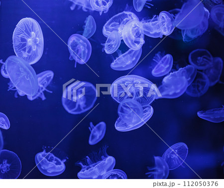 underwater shooting of beautiful Aurelia aurita 112050376