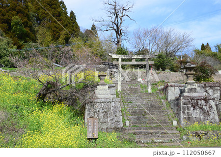 煌く菜の花と梅花 煌く菜の花と梅花 112050667