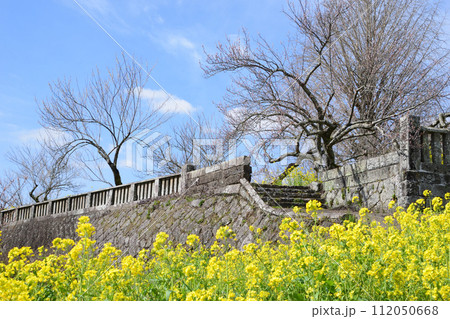 煌く菜の花と梅花 112050668