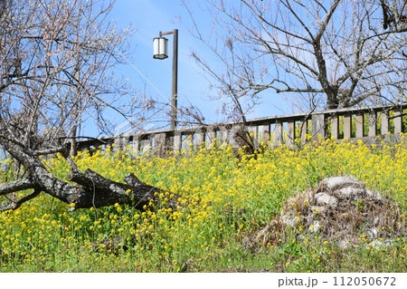 煌く菜の花と梅花 112050672