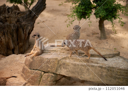 Wild Meerkats: Untamed Wonders of Nature. Savanna Tales: Adventures with Free-Spirited Meerkats. Desert Watchers: Meerkats in Their Natural Wilderness. African Odyssey: The Life and Times of Wild 112051046
