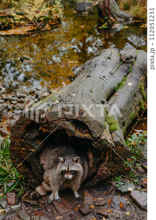 Gorgeous raccoon cute peeks out of a hollow in the bark of a large tree. Raccoon (Procyon lotor) also known as North American raccoon sitting hidden in old hollow trunk. Wildlife scene. Habitat North 112051231
