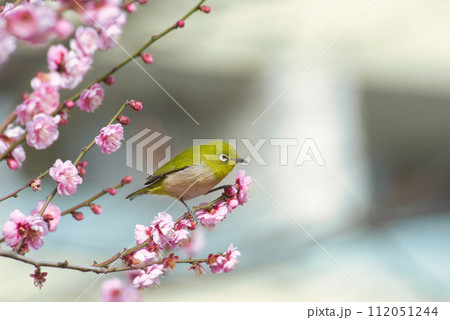 梅の花とメジロ 112051244