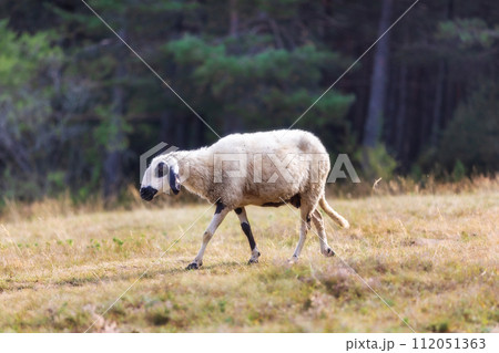 Sheep in a meadow on green grass grazing 112051363
