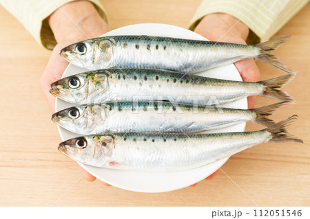 マイワシ マイワシ 112051546