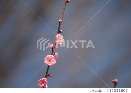 梅の花 112051608