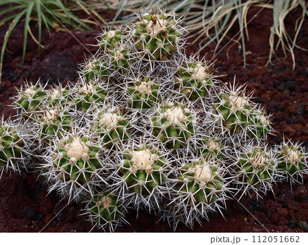 サボテン サボテン 112051662