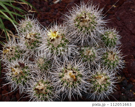 サボテン 112051663
