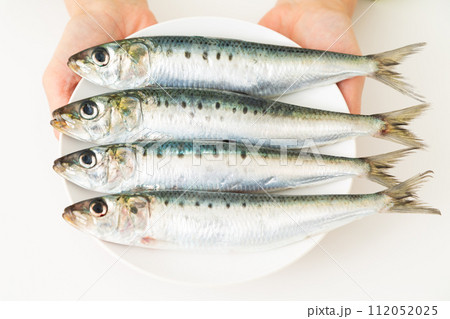 マイワシ 112052025