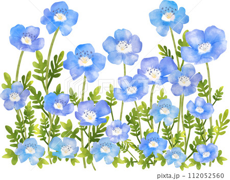 ネモフィラのお花畑 ネモフィラのお花畑 112052560
