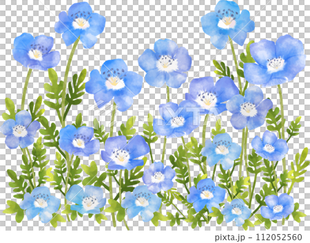 ネモフィラのお花畑 ネモフィラのお花畑 112052560