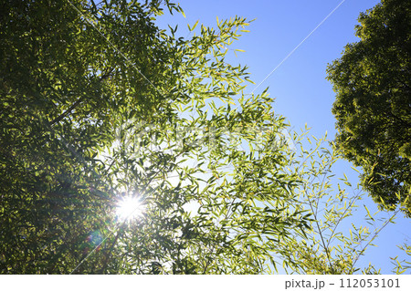 光を受けて輝く笹 112053101