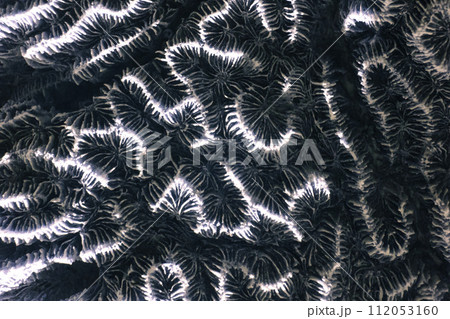 Abstract, macro photo of fossilized coral capture in infrared Abstract, macro photo of fossilized coral capture in infrared 112053160