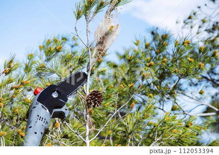 cutting a pine branch with a pine processionary tent cutting a pine branch with a pine processionary tent 112053394