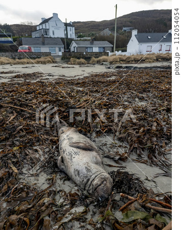 Huge dead grey seal lying on Narin beach by Portnoo - County Donegal, Ireland. 112054054