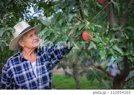 Orchard farmer admiring apple harvest 112054103