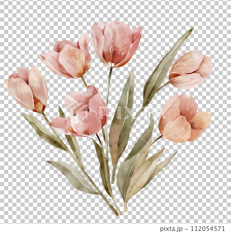 Watercolor bouquet of pink tulips isolated on white background. 112054571