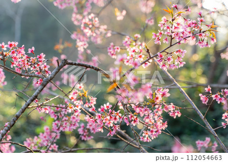 Phaya Suea Krong flower in the winter of Thailand,Sakura 112054663