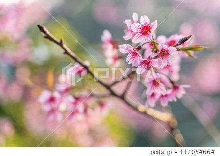 Phaya Suea Krong flower in the winter of Thailand,Sakura 112054664