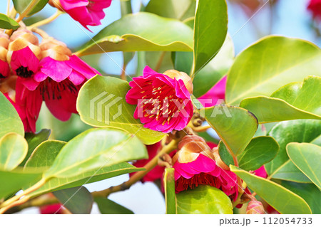 赤いシャクナゲモドキの花(冬、二月) 赤いシャクナゲモドキの花(冬、二月) 112054733