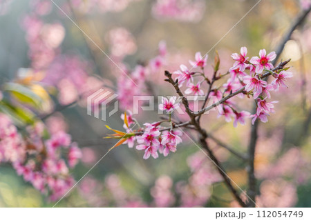 Phaya Suea Krong flower in the winter of Thailand,Sakura 112054749