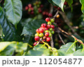fresh coffee cherry on the coffee tree,coffee 112054877