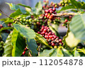 fresh coffee cherry on the coffee tree,coffee 112054878