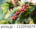fresh coffee cherry on the coffee tree,coffee 112054879
