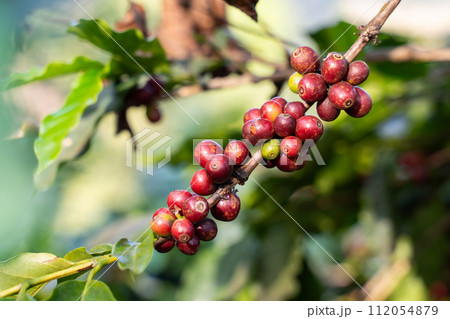 fresh coffee cherry on the coffee tree,coffee 112054879