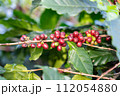 fresh coffee cherry on the coffee tree,coffee 112054880