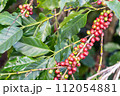 fresh coffee cherry on the coffee tree,coffee 112054881