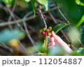 fresh coffee cherry on the coffee tree,coffee 112054887