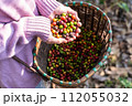 harvest coffee beans from the coffee farm,coffee 112055032