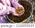 harvest coffee beans from the coffee farm,coffee 112055035