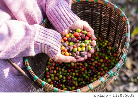 harvest coffee beans from the coffee farm,coffee 112055035