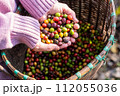 harvest coffee beans from the coffee farm,coffee 112055036