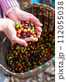 harvest coffee beans from the coffee farm,coffee 112055038