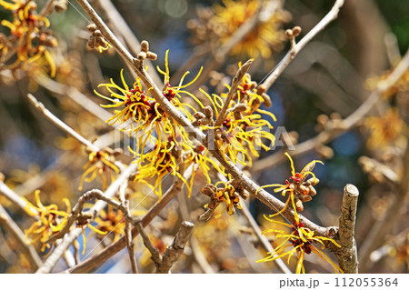 早い開花のマンサクの花(冬、二月) 早い開花のマンサクの花(冬、二月) 112055364