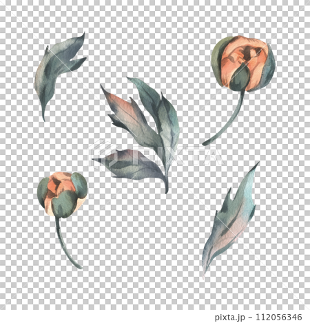 Flowers, peony buds in peach fuzz, orange, red, coral with stem and leaves, beautiful, retro styled. Hand drawn watercolor illustration. Set of elements isolated from background. 112056346