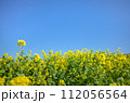 菜の花　花畑（canola flower） 112056564