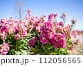 ストック　花（stock） 112056565