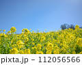 菜の花　花畑（canola flower） 112056566