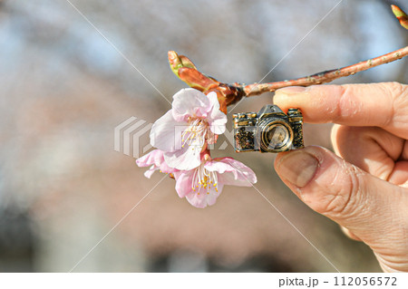 小さなカメラと河津桜 112056572