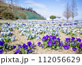 ビオラ　花 112056629