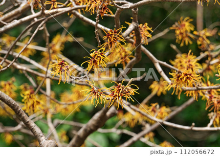 早い開花のマンサクの花(冬、二月) 早い開花のマンサクの花(冬、二月) 112056672