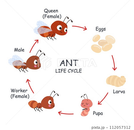 Ant life cycle poster for children. Step by step stages of insects growth. Eggs, pupa, larvae and adults. Cartoon ants develop, nowaday vector info Ant life cycle poster for children. Step by step stages of insects growth. Eggs, pupa, larvae and adults. Cartoon ants develop, nowaday vector info 112057312