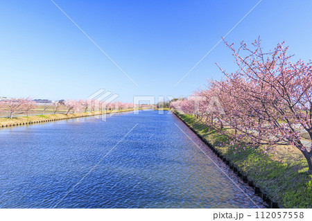 笠松河津桜ロード 笠松河津桜ロード 112057558