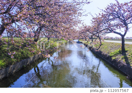 笠松河津桜ロード 112057567