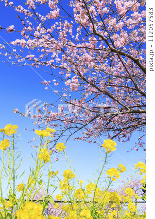笠松河津桜ロード 笠松河津桜ロード 112057583