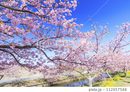 笠松河津桜ロード 112057588